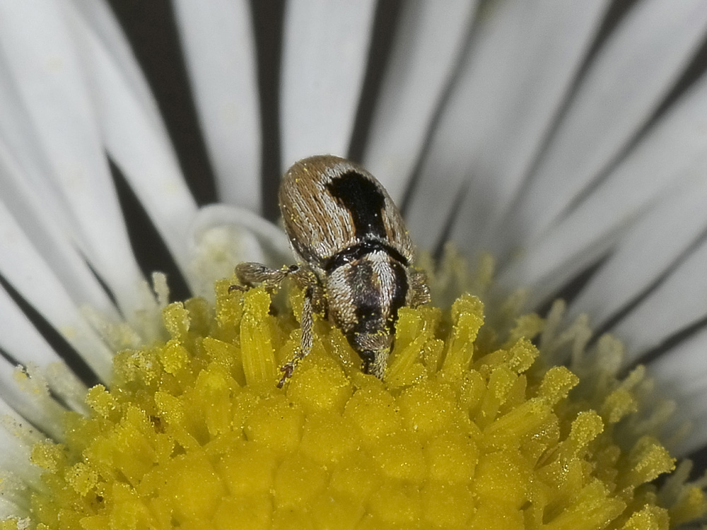 Sibinia phalerata - (Curculionidae)